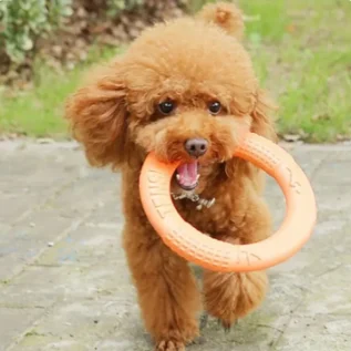 Durable Orange Dog Training Ring – EVA Flying Disc Puller Toy for Interactive Play & Exercise